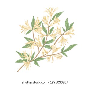 Blooming honeysuckle branch with blossomed flowers and leaves. Realistic botanical drawing of garden Lonicera plant in vintage handdrawn style. Drawn detailed vector illustration isolated on white