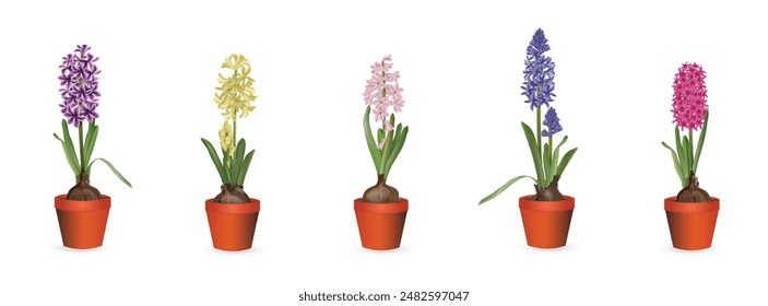 Blooming hyacinths in plastic pots set on white background close-up. Realistic colorful drawing indoor plants or for planting in the garden set for flower shop advertising, room design, sale banner.