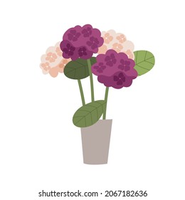 Flores de Hydrangea florecientes en una olla con capullos floridos. Hogar floral en maceta de flores. Hortensia casa planta con ostentosa inflorescencia. Ilustración vectorial plana aislada en fondo blanco