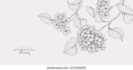 Blooming hydrangea. Spring background with flowers and brunch. Detailed botanic floral collection for Valentines day invitation, wallpaper art or save the date card