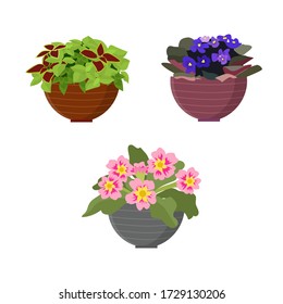 Blooming indoor plants in pots on a white background, isolate. Vector illustration