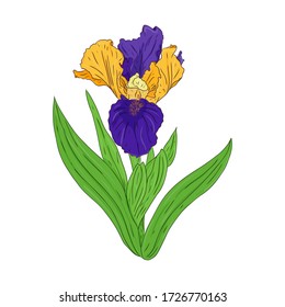Blooming Iris. Blooming Bud on a stem with leaves. Color Botanical illustration. Hand drawn and isolated on a white background. Vector. Floral design for postcards, invitations