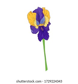 Blooming Iris. Blooming Bud on the stem. Color Botanical illustration. Hand drawn and isolated on white. Vector. Floral design for postcards, invitations, wedding decorations.