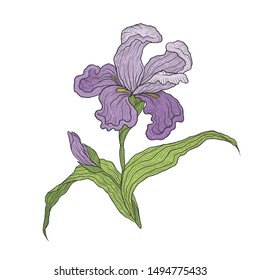 Blooming iris flower. Branch with unopened buds and leaves. Vector illustration hand-drawn for design isolated on white background.