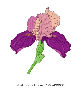 Blooming iris flower. Blooming Bud on the stem. Color spring Botanical illustration. Hand drawn and isolated on white. Vector. Floral design for postcards, invitations, wedding decorations.