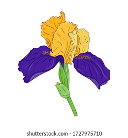 Blooming iris flower. Blooming Bud on the stem. Color spring Botanical illustration. Hand drawn and isolated on white. Vector. Floral design for postcards, invitations, wedding decorations.