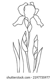 Blühende Iris mit Knospen und Blättern. Vektorgrafik. Lineare Handzeichnung, Skizze der Saisonpflanze. Für Design, Dekoration und Druck