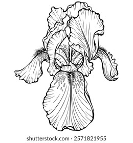 Blooming iris flower head front view. Garden plant. Anemone flower. Vector illustration in hand drawn sketch doodle style. Line art graphic wildflower isolated on white. Design for coloring book