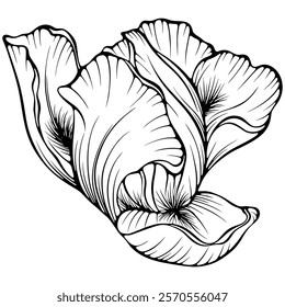 Blooming iris flower head. Garden summer plant. Anemone flower. Vector illustration in hand drawn sketch doodle style. Line art graphic wildflower isolated on white. Design for coloring book, print