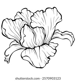 Blooming iris flower head. Summer plant. Vintage anemone flower. Vector illustration in hand drawn sketch doodle style. Line art graphic wildflower isolated on white. Design for coloring book, print