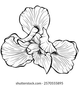 Blooming iris flower head top view. Garden summer plant. Anemone flower. Vector illustration in hand drawn sketch doodle style. Line art graphic wildflower isolated on white. Design for coloring book