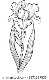 Blooming iris flower with stem, bud and leaf. Garden summer plant. Vector illustration in hand drawn sketch doodle style. Line art graphic anemone flower isolated on white. Design for coloring book