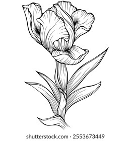 Blooming iris flower with stem and leaf. Garden summer plant. Vector illustration in hand drawn sketch doodle style. Line art graphic wildflower isolated on white. Design for coloring book, print