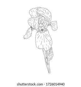 Blooming iris flower. Flower with texture in an outline style. Iris sketch for postcard design. Black and white Botanical vector illustration. Drawn by hand and isolated on a white background.