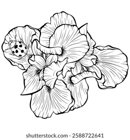 Blooming iris flowers with ladybug top view. Vector illustrations in hand drawn sketch style isolated on white. Outline graphic spring composition. Design for coloring book page