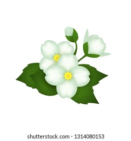 Blooming Japanese anemone flower. Beautiful spring white flowers. Can be used for topics like gardening, decoration, horticulture