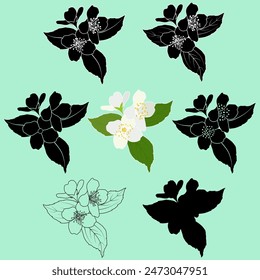 Blooming jasmine flowers set. Philadelphus virginal, spring jasmine twig outline, silhouette, stencil, color and black and white vector illustration.