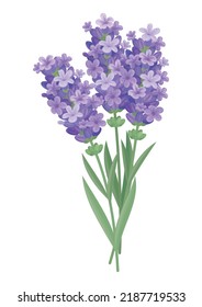 Blooming lavender branch with flowers and leaves. Aromatic culinary medicinal Provence herbs, garden spice. Vector illustration, isolated object, sign, symbol, design element