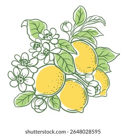 Blooming lemon branch with fruits, hand drawn vector illustration