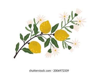 Blooming lemon tree branch with yellow citrus fruits, blossomed flowers and leaves. Plant with ripe fruitage. Modern botanical flat graphic vector illustration isolated on white background