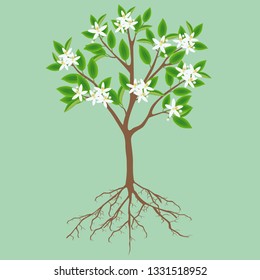 Blooming lemon tree with roots on a green background.