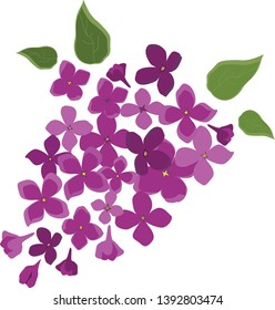 Blooming lilac on a white background