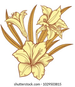 Blooming lily flowers , detailed hand drawn vector illustration. Romantic decorative flower drawing .Lilies in line art sketchy style.All authentic unique flourish objects isolated on white background