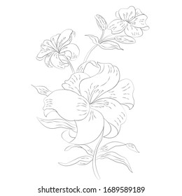 Blooming lily flowers. Floral postcard. Wedding elements. Pencil drawing without color. Vector illustration.