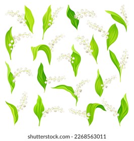 Blooming Lily of the Valley Flower on Green Stalk Big Vector Set