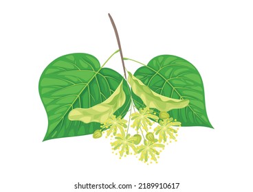 Rama de linden floreciente con flores, brotes, hojas aisladas. Plantas medicinales, remedio para la gripe, fragancia cosmética, ingrediente de té a base de hierbas. Símbolo vectorial, icono, signo, elemento de diseño para el embalaje, etiqueta