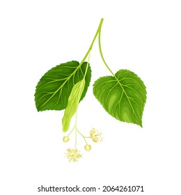 Blooming linden with green leaves. Blossoming Tilia Cordata tree vector illustration