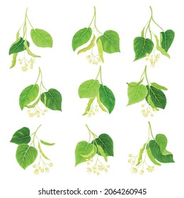 Blooming linden twigs with green leaves set. Blossoming Tilia Cordata tree vector illustration