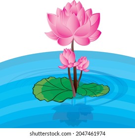 blooming lotus flower illustration drawing