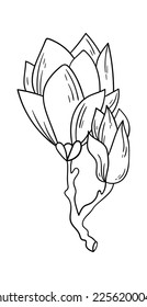 Blooming magnolia on branch line art Contemporary floral design. Vector illustration