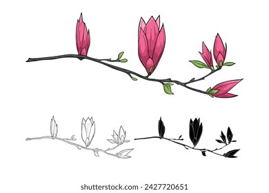 Blooming magnolia on branch, Vector illustration