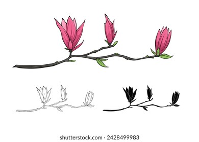 Magnolia floreciente en rama, ilustración vectorial