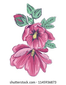 Blooming mallow. Burgundy summer flowers isolated on white background.