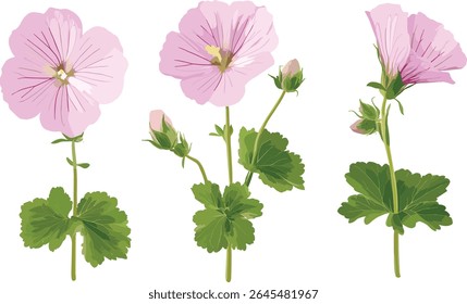 Blooming Malva sylvestris set including cheeses, high and tall mallow, Creeping Charlie frontal isolated cutout, herbal garden plants, wildflower species, vector illustration.