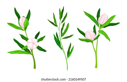 Blooming Manuka plants with pink flowers and green leaves set vector illustration