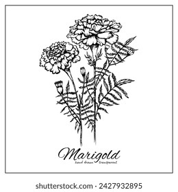 Blooming Marigold flower line. Black ink style sketch. Floral illustration for logo, tattoo, wall art, poster, stickers