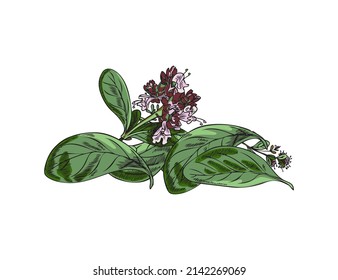 Rama de marjoram floreciente en forma de boceto de color dibujado a mano, ilustración vectorial aislada en fondo blanco. Planta botánica aromática para cocinar o productos de belleza.