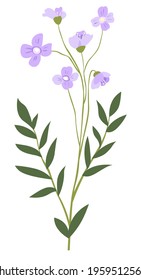 Flor de Matthiola o Cerastium Tomentosum en flor, flora aislada con hojas y pétalos. Grano de ojos azules. Botánica y florecimiento estacional. Hierbas de la zona rural. Vector de estilo plano