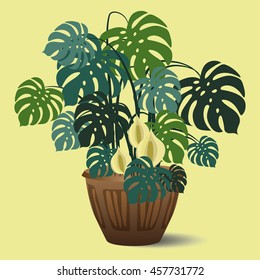 Blooming monstera in a huge pot. Vector object