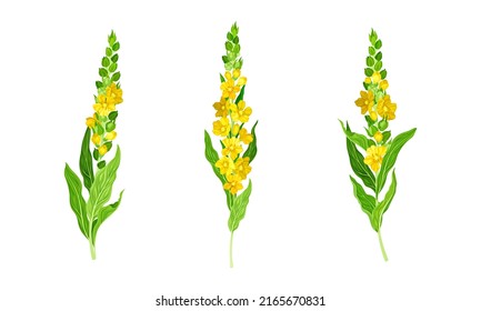 Blooming mullein plants. Wild meadow plant with yellow florets vector illustration