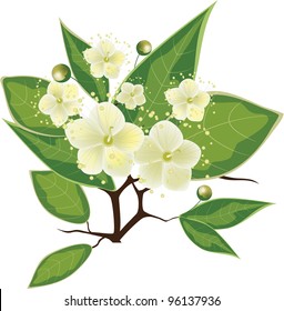 blooming myrtle branch, vector illustration