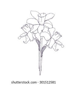 Blooming narcis flowers isolated on white. Flower for coloring pages