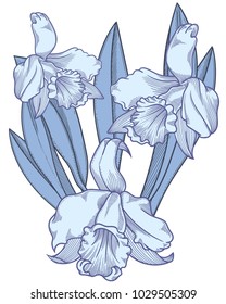 Blooming narcissus flowers,detailed hand drawn vector narcissus's illustration.Romantic decorative flower drawing for mother's day or greeting card.Objects are separated isolated on white background