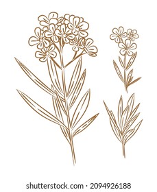 Blühender Oleander. Zweig und Blätter. Lineares Vektorset.