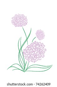 Blooming onion shallots on a white background, vector illustration