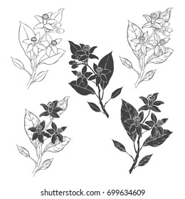 Blooming orange. Flowers neroli.  Vector illustration of five different isolated elements for design. Hand-drawn floral elements on white background.